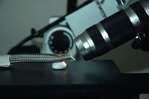 Blick mit dem Lichtmikroskop